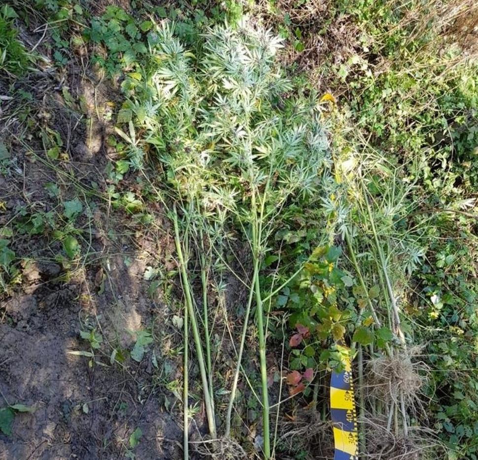 Locul din România unde DIICOT a găsit plante de canabis de patru metri înălţime (VIDEO)