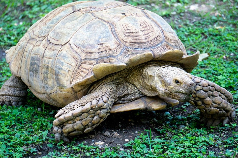 A murit Alagba la 344 de ani. Trupul îi va fi conservat. Era cea mai bătrână broască țestoasă (VIDEO)