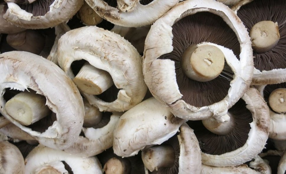 REȚETĂ ZACUSCĂ de ciuperci. Cum faci cea mai bună zacuscă de ciuperci pentru iarnă! Secretul pe care trebuie să-l ştie orice gospodină