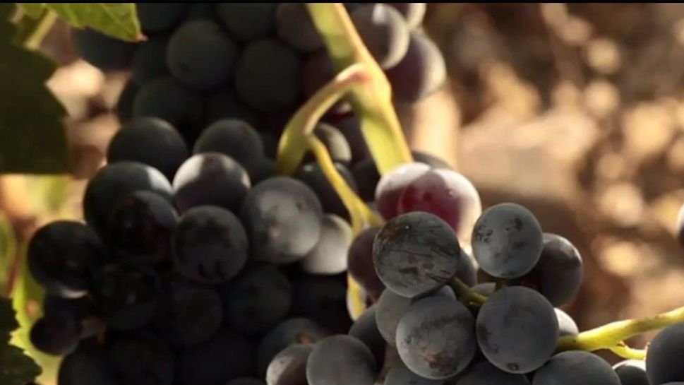 Institutele de cercetare au creat 90 de soiuri de struguri din care ies vinuri de excepţie