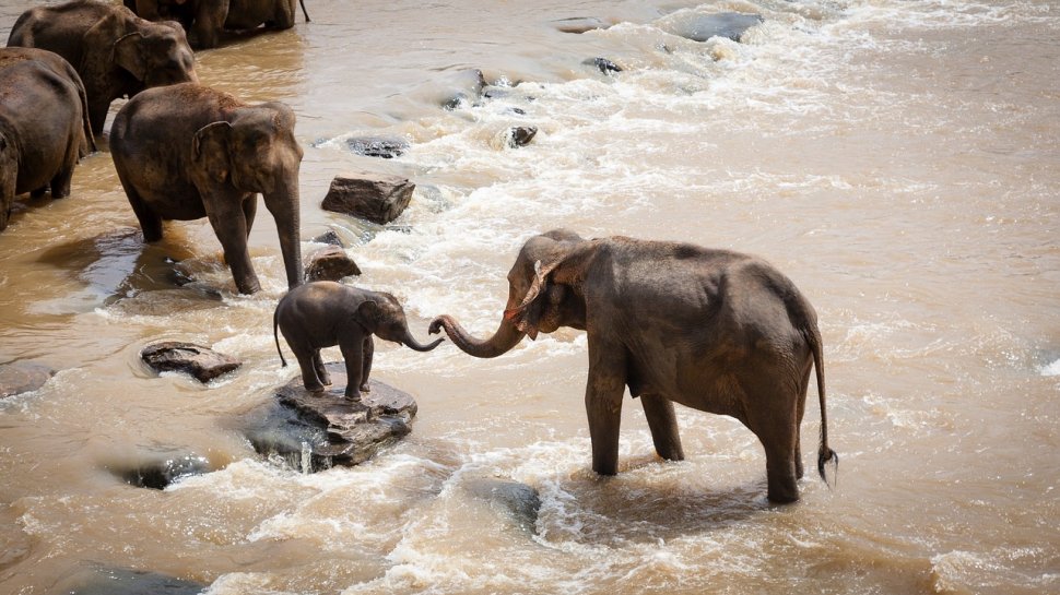 Tragedie fără margini! Șase elefanți au murit încercând să salveze un pui căzut într-o cascadă