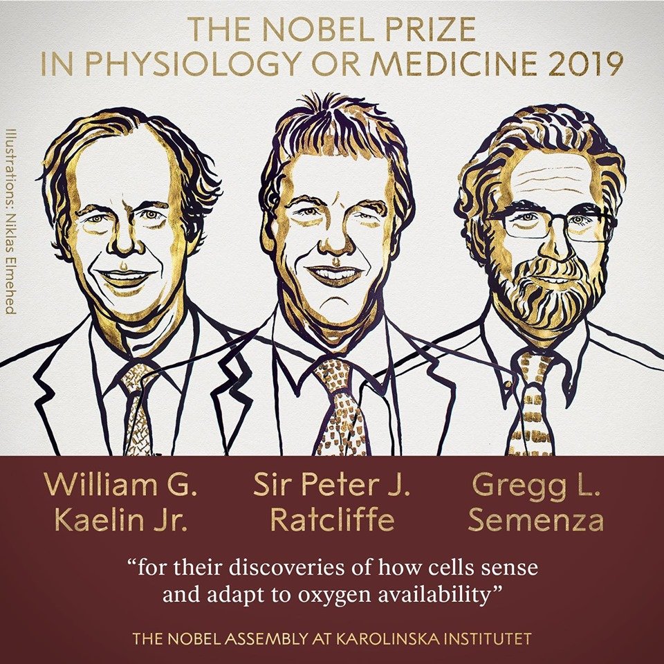 NOBEL 2019. Doi cercetători americani și unul britanic primesc Premiul Nobel pentru Medicină