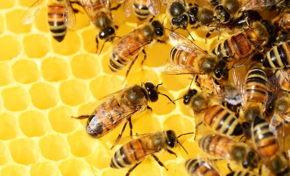 Colonii de albine au murit în masă, în Rusia. Cum explică oamenii de știință fenomenul