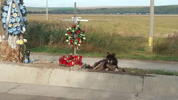 Oamenii care treceau pe un drum din județul Iași rămâneau împietriți de emoție la vederea lui. Câinele stătea acolo, cuminte, lângă cruce. Își aștepta omul, care din păcate nu va mai veni niciodată (FOTO) 