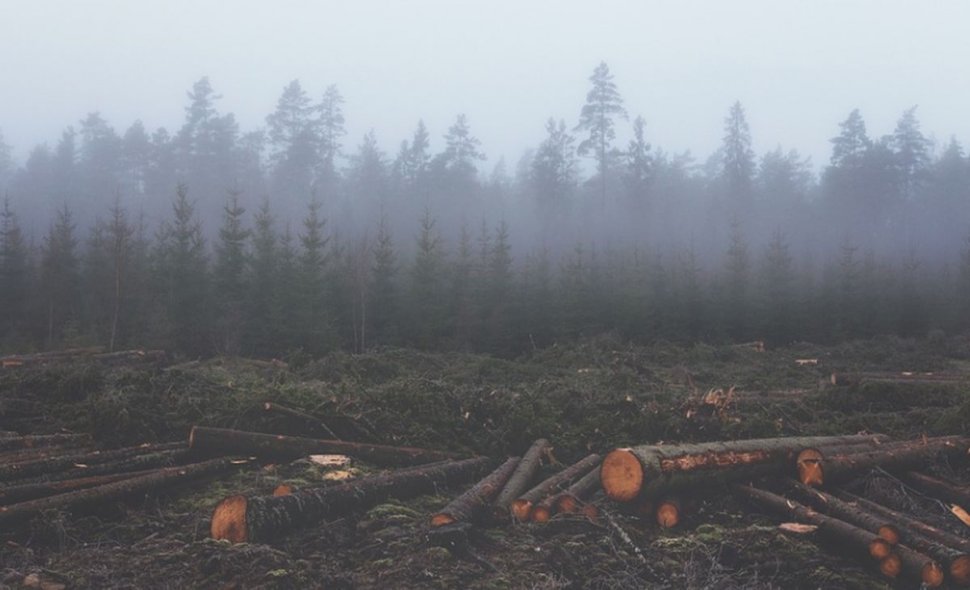 Cât lemn se taie ilegal din pădurile statului 
