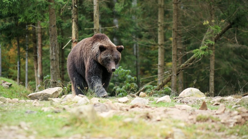 Un cioban a fost atacat de un urs la o stână din Braşov. Bărbatul a fost găsit cu plăgi muşcate pe tot corpul, inconştient