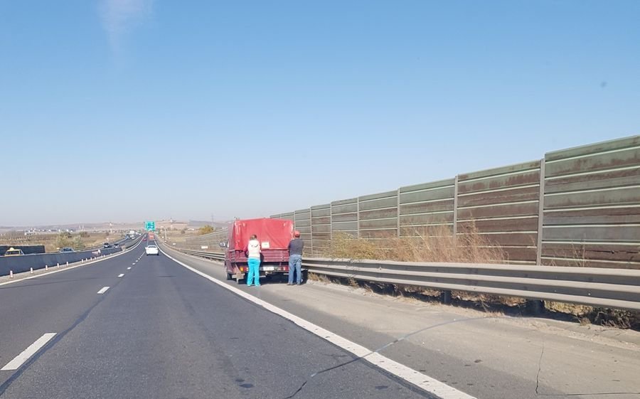 Șoferii aflați miercuri după-amiază pe Autostrada A1 Sibiu – Sebeș au avut parte de o surpriză neașteptată. Era viu și pe mijlocul străzii! (FOTO)