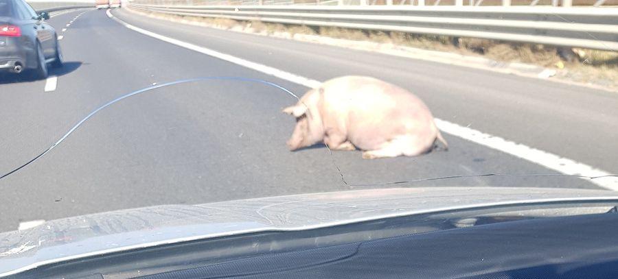 Șoferii aflați miercuri după-amiază pe Autostrada A1 Sibiu – Sebeș au avut parte de o surpriză neașteptată. Era viu și pe mijlocul străzii! (FOTO) 620214