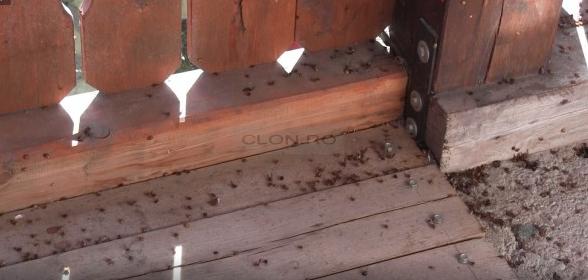 Oamenii dintr-un oraș din județul Arad s-au trezit peste noapte invadați. „Erau peste tot! Sunt miliarde!” (FOTO) 620443