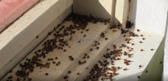 Oamenii dintr-un oraș din județul Arad s-au trezit peste noapte invadați. „Erau peste tot! Sunt miliarde!” (FOTO) 620444