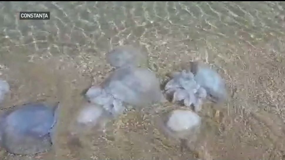 Invazie de meduze albastre în Marea Neagră - VIDEO