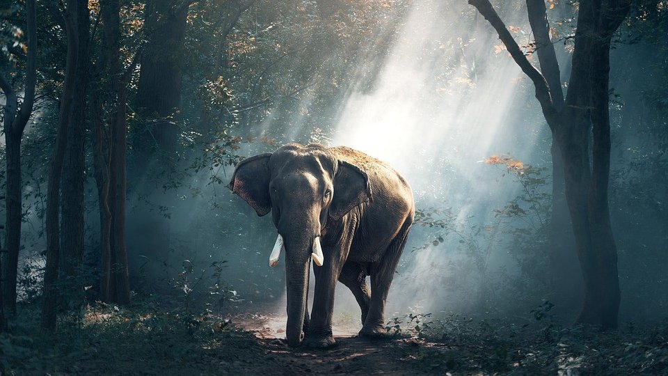 Zeci de elefanți au murit de foame într-un parc din Zimbabwe. „Situaţia este groaznică. Animalele caută hrană şi în satele din apropierea rezervaţiei”