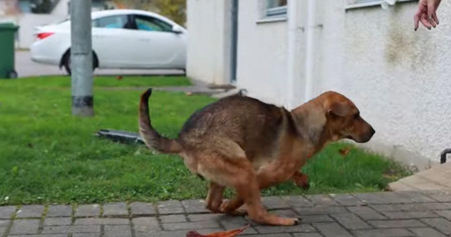 Un cățel cu labele retezate în România a devenit un simbol în Marea Britanie: „Cineva i-a tăiat picioarele, dar ea tot voia să fie în preajma oamenilor” (VIDEO)