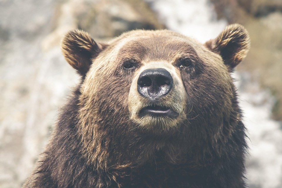 Urşii au făcut prăpăd într-un cimitir din Mureș. Ce au găsit rudele unui bărbat înmormântat recent