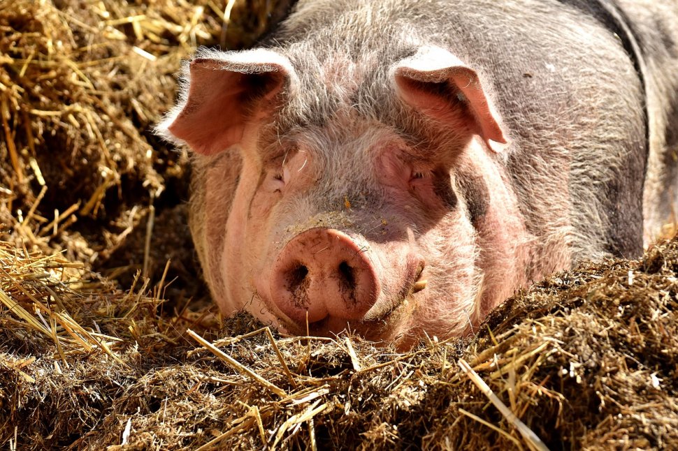 Un porc din Botoșani s-a luptat eroic pentru viața lui. I-a venit de hac chiar stăpânului care visa la cârnați