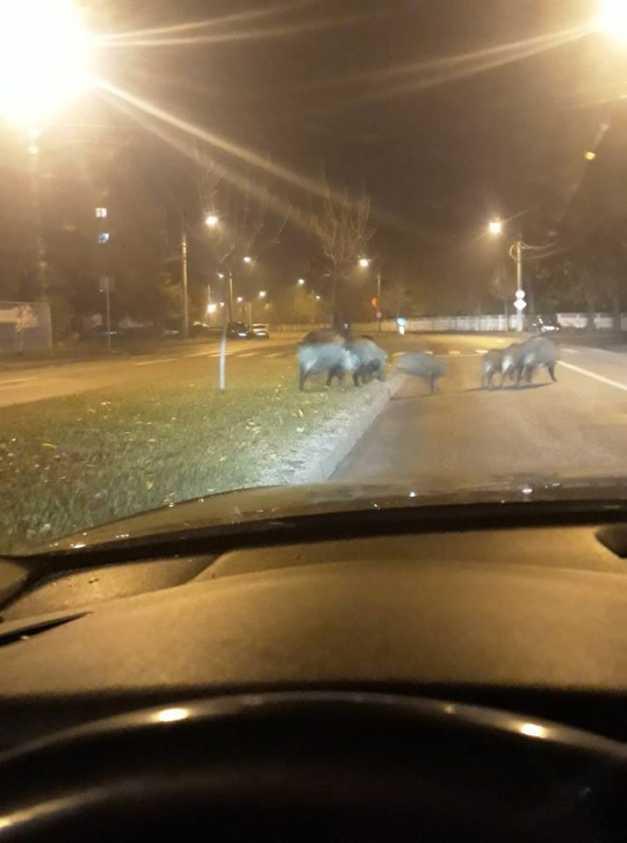 Apariție neașteptată pe o stradă în Craiova. Oamenii s-au speriat de moarte (FOTO) 624364