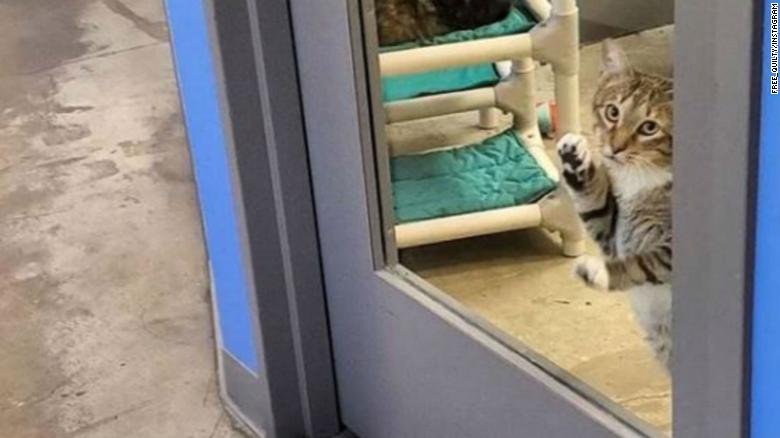 În fiecare dimineață, angajații adăpostului pentru pisici găseau ușa deschisă și felinele împrăștiate peste tot. Așa că au decis să se uite pe cameră. Au murit de râs, când au văzut cine era vinovatul
