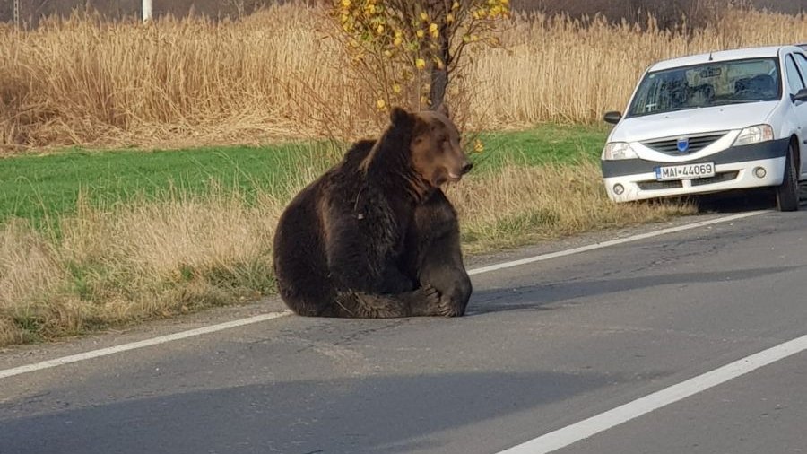 Caz șocant în Harghita. Ursul lovit de mașină, lăsat o zi întreagă să agonizeze pe șosea, a fost omorât. Prefectul de Harghita, demis  