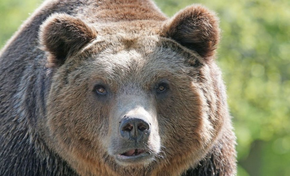 O ursoaică a fost lovită mortal de un autoturism pe DN 1