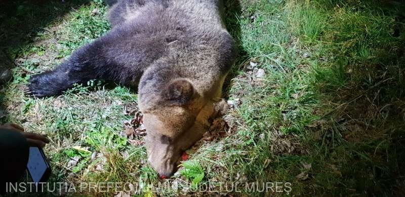 Un alt urs a fost omorât de o mașină, în județul Mureș