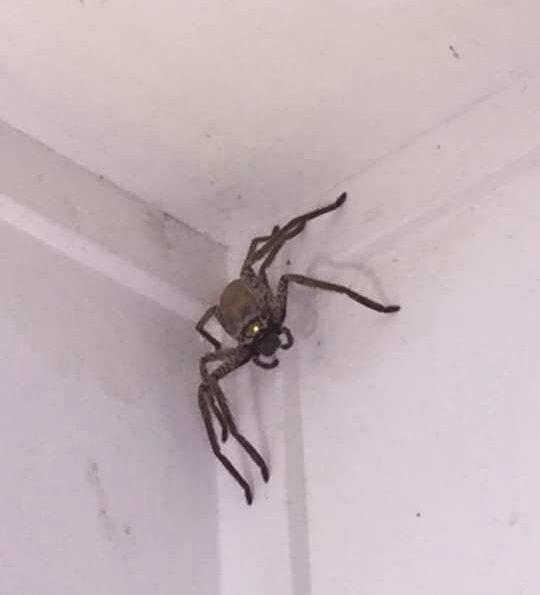 Se întorsese acasă și a aprins lumina. A crezut că moare! Era chiar în sufragerie: „Dumnezeule, e uriaș!” (FOTO) 626488