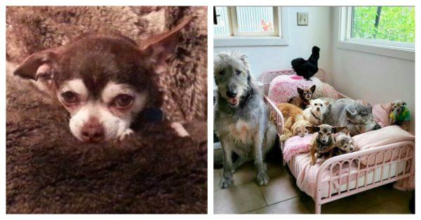 Îi murise câinele iubit, dar bărbatul a luat o decizie care i-a impresionat pe toți iubitorii de animale: „Mai rar vezi așa ceva!” (FOTO) 628537