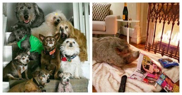 Îi murise câinele iubit, dar bărbatul a luat o decizie care i-a impresionat pe toți iubitorii de animale: „Mai rar vezi așa ceva!” (FOTO) 628538