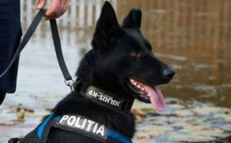 Îl cheamă Teba și este cel mai bun câine de urmă din Poliţia Română. Recent, a prins un temut criminal din Satu Mare