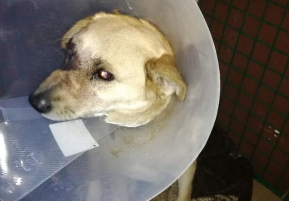 Reacția Poliției într-un caz revoltător de agresiune asupra unui câine, la Satu Mare. Animalului i-a explodat o petardă în gură