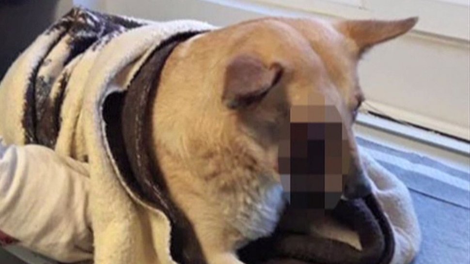Cine sunt suspecţii în cazul câinelui mutilat de o petardă, după ce i-a explodat în gură. Animalul a fost salvat la timp