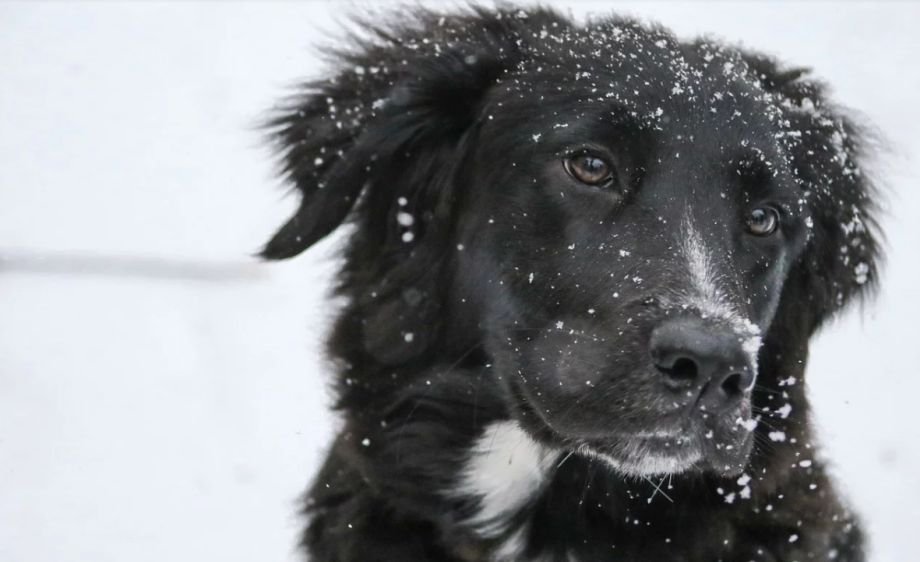 Cruzime fără limite: Un câine a fost găsit spânzurat de o ţeavă de gaze, în Bucureşti