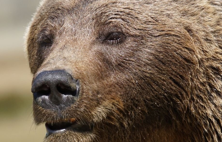 Un pui de urs a murit după ce a fost lovit de o maşină în Sibiu. Șoferul nu a putut evita impactul