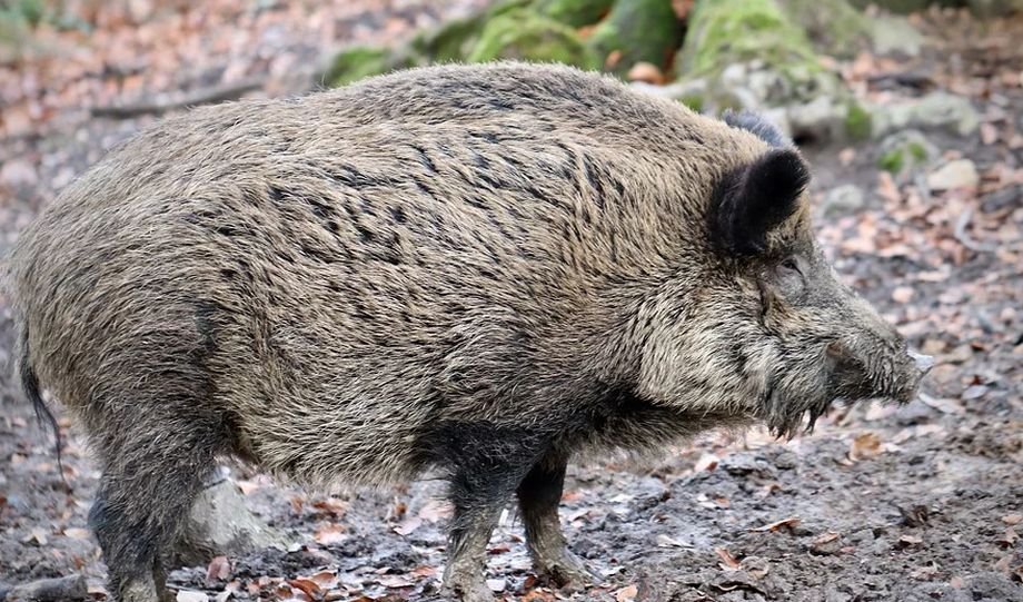 Pesta porcină anulează celebra vânătoare de la Balc
