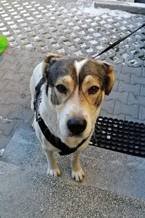 Un câine a căzut într-o prăpastie, speriat de petardele de la Revelion. Oamenii legii l-au găsit după o săptămână de agonie - FOTO 636978