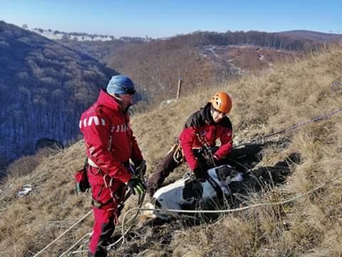 Un câine a căzut într-o prăpastie, speriat de petardele de la Revelion. Oamenii legii l-au găsit după o săptămână de agonie - FOTO 636981