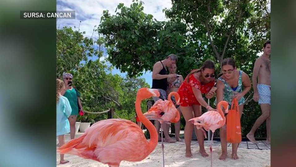 Dan Barna a fost surprins pe o plajă exotică, printre păsări flamingo - VIDEO