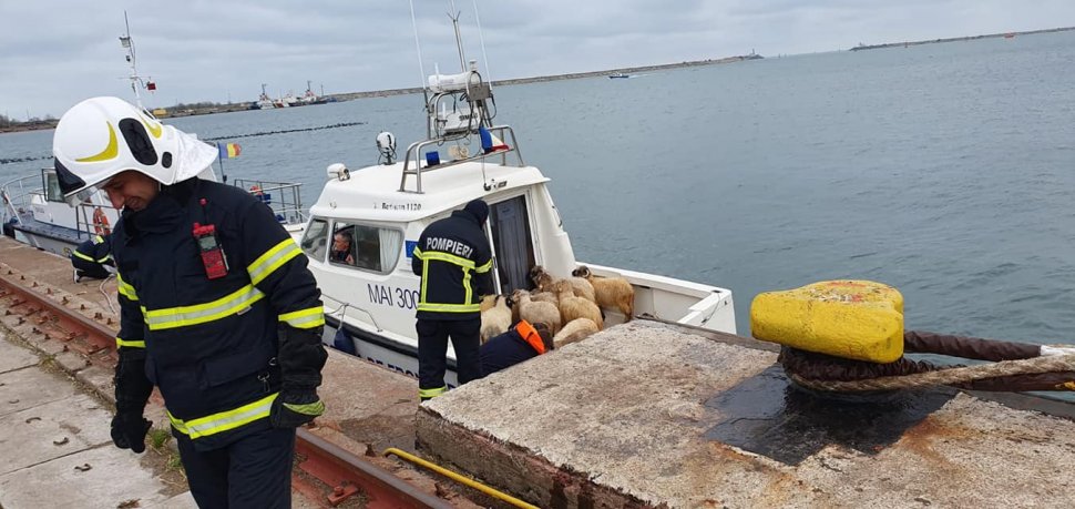 Ce se întâmplă cu oile salvate de pe nava eșuată în Portul Midia