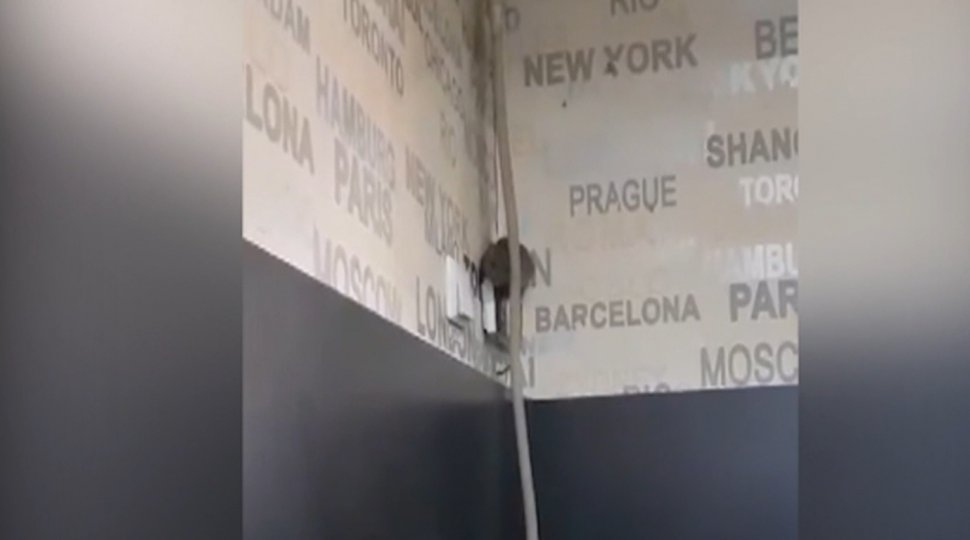 VIDEO. Imagini revoltătoare. Șobolan filmat într-o cofetărie din Târgu Jiu