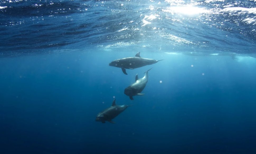 Ce s-a întâmplat cu delfinii ucigaşi cumpăraţi de Iran de la sovietici