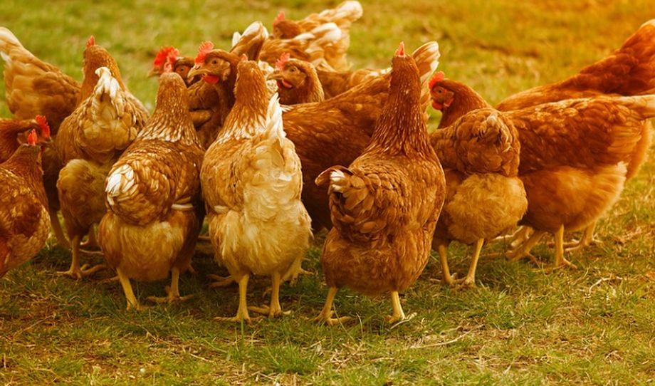 A început masacrul păsărilor. 17.000 de găini sunt incinerate în Maramureş, unde virusul gripei aviare a fost confirmat la o fermă