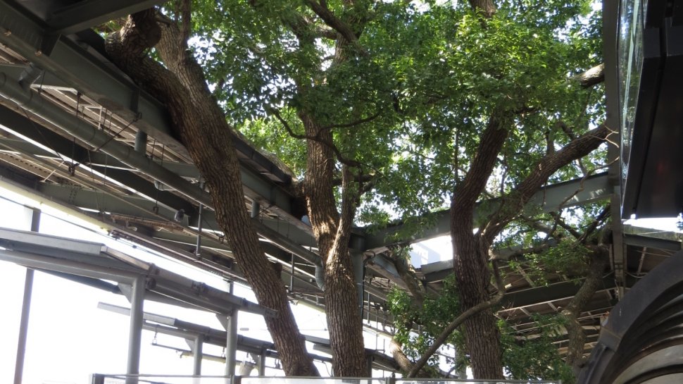 O gară din Japonia a fost proiectată în jurul unui copac bătrân de 700 de ani