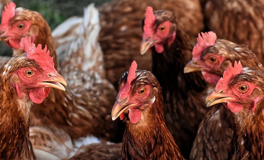 Este alertă în Maramureș după un focar de gripă aviară. Aproape 23.000 de păsări de la o fermă au fost eutanasiate 