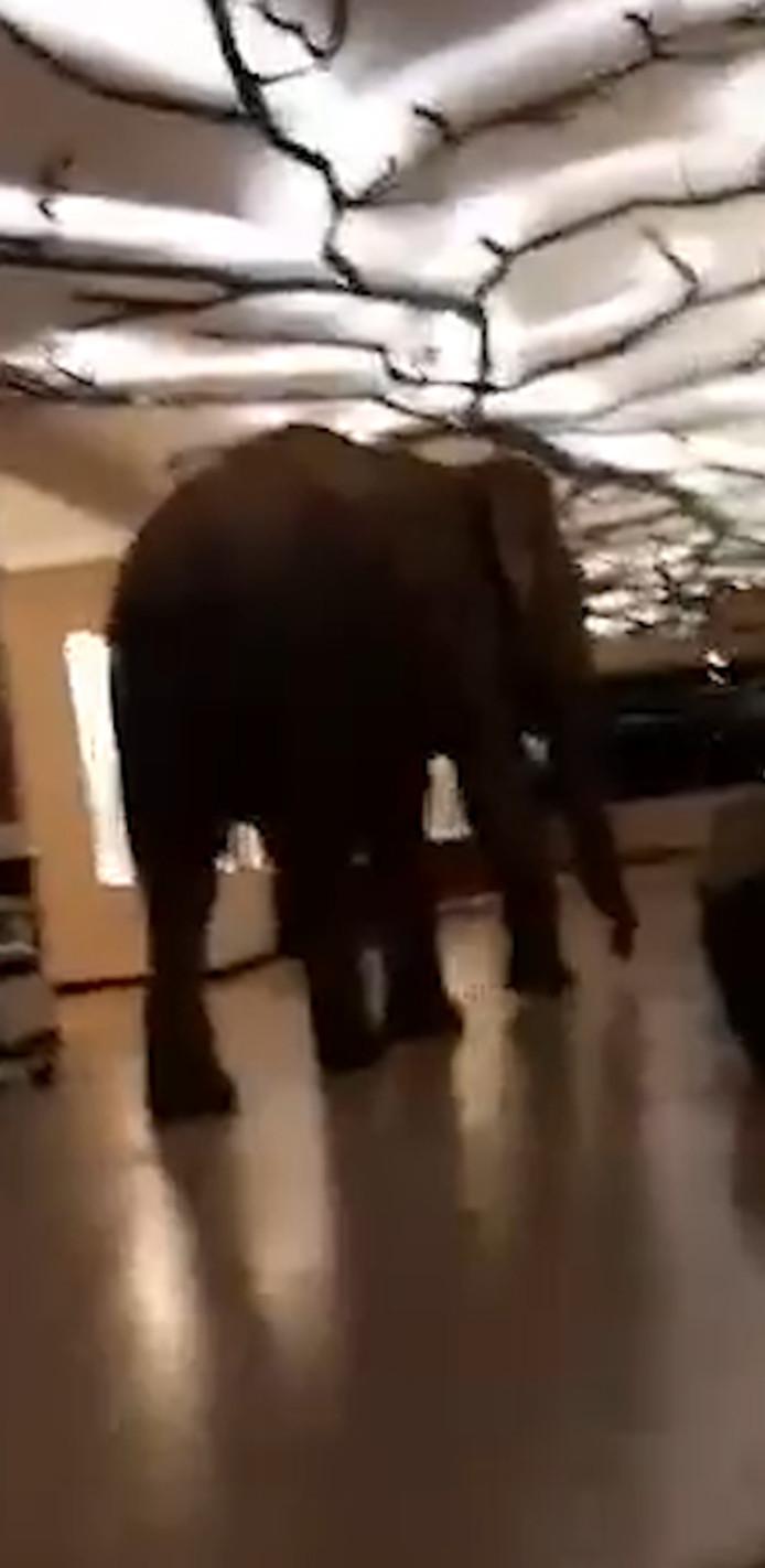 Clienții unui hotel au crezut că nu văd bine, când au văzut ce se afla pe hol. E ca și cum te-ai trezi dintr-un coșmar (FOTO+VIDEO) 640231