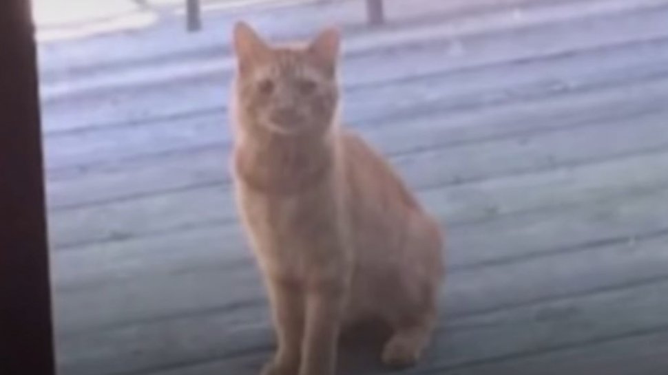 Timp de un an, pisica a venit pe terasa casei ca să mănânce. Într-o zi, ceva neașteptat s-a întâmplat. Atunci a înțeles în sfârșit că are o casă (VIDEO) 