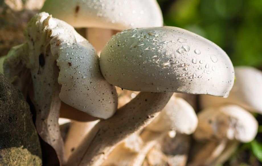 Doi români au fost condamnați în Franţa pentru că au cules prea multe ciuperci dintr-o pădure