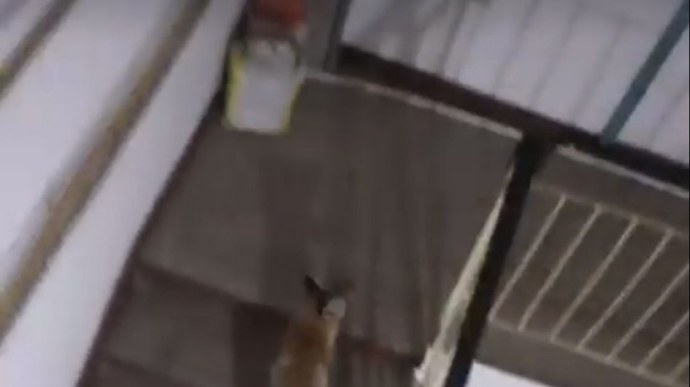 Descoperire bizară în scara unui bloc. Un locatar a filmat creatura care se plimba nestingherită de la o ușă la alta - VIDEO