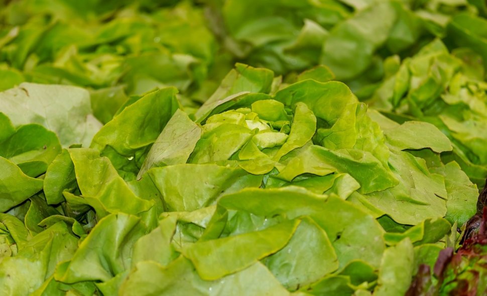 Adevărul despre salata verde care se vinde în supermarketurile românești