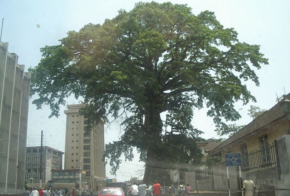 Copacul simbol din Sierra Leone, la care se ruga o ţară întreagă, a fost cuprins de flăcări! - VIDEO