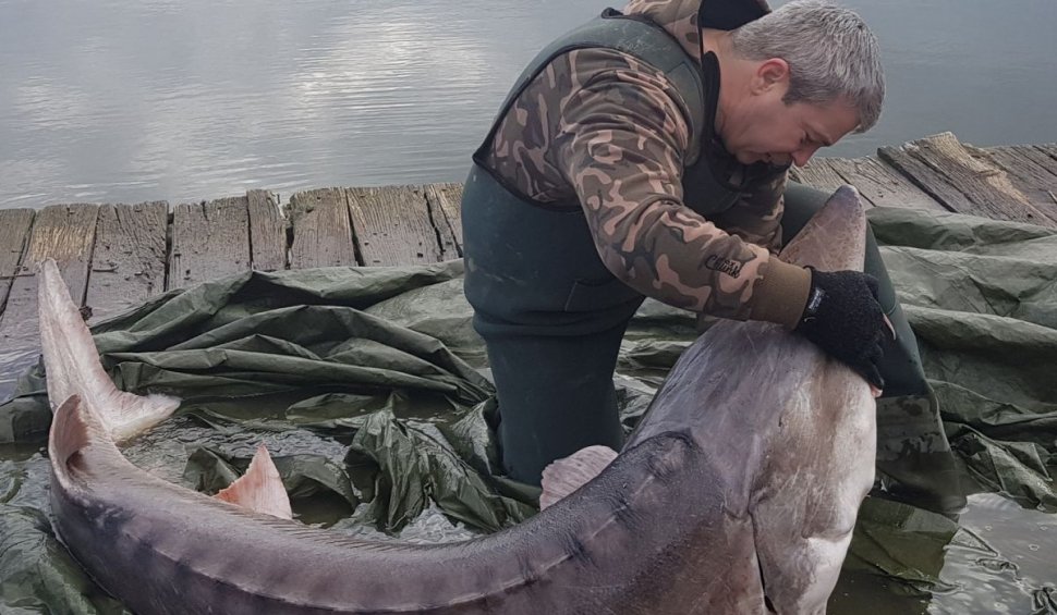 Povestea 'monstrului' din lacul Săruleşti, salvat de un pescar: 'Pe piaţa neagră valorează 30.000 de euro'