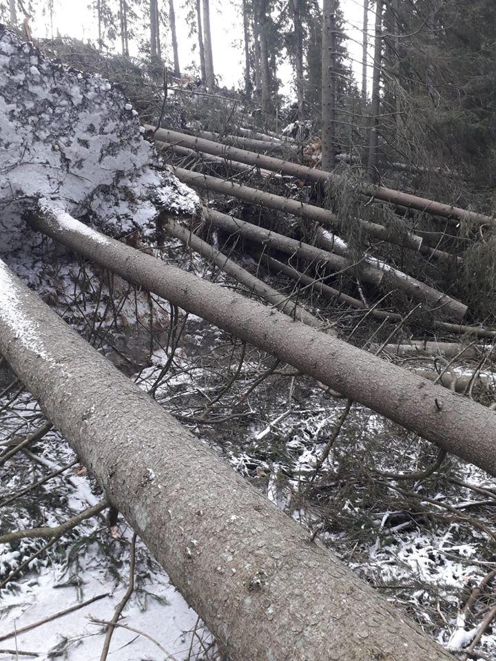 Sute de copaci aruncați pe șosea, în zona Lacului Roșu din Harghita - Galerie FOTO 642803